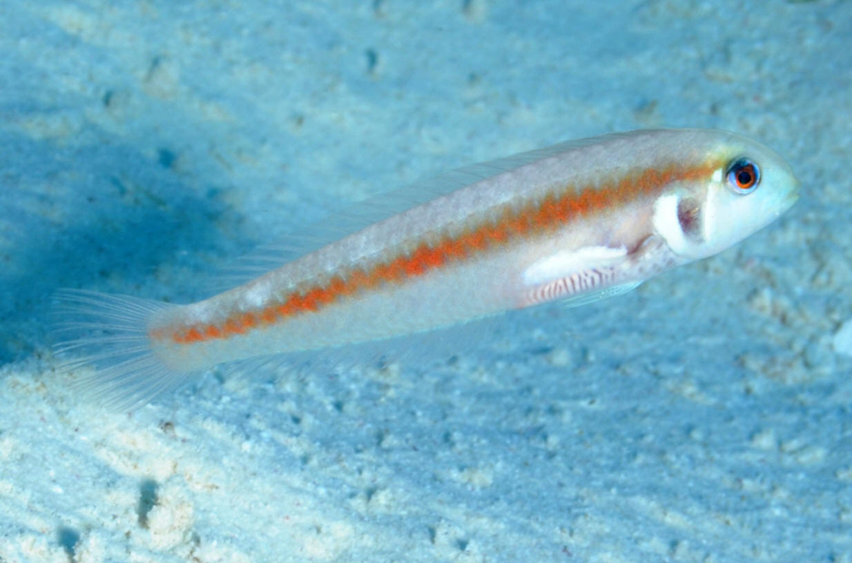 (Xyrichtys) Род КСИРИХТЫ 24 вида